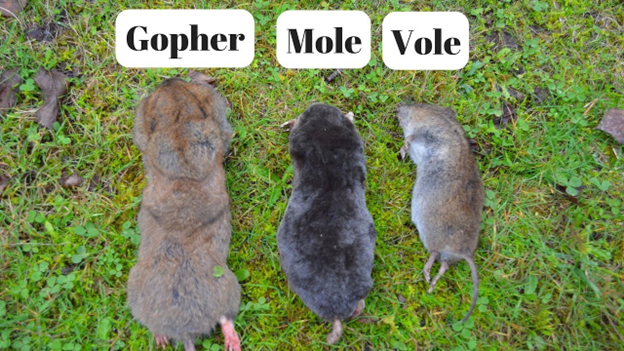 Comparison of a gopher, mole and vole.